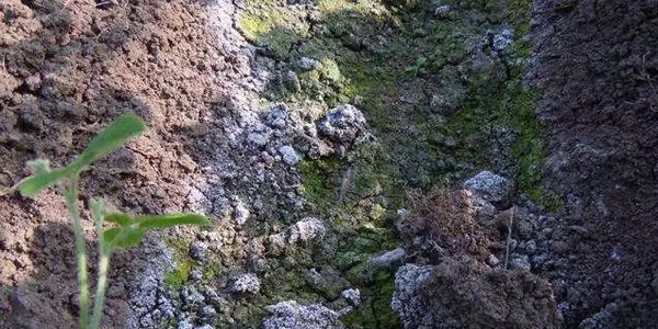 重磅呼吁:土壤治理是真不能再等了!